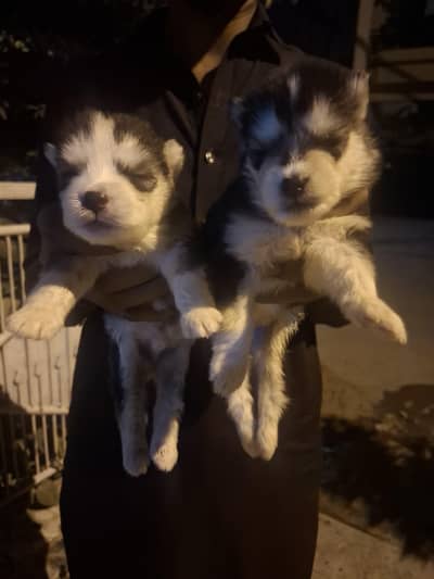 Siberian husky puppies