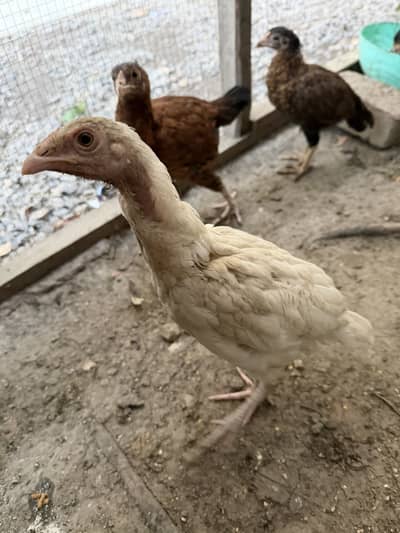Aseel chicks figher bloodline
