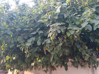 fig fruits