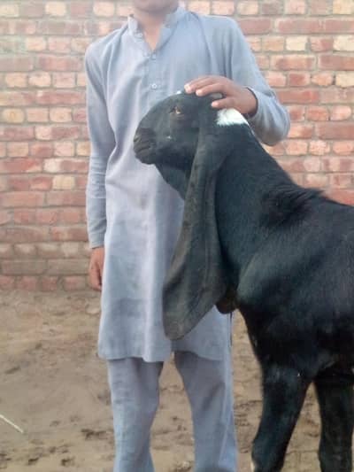 Pure Beetal D Face Breeding Kids for Sale - 50 Inch Bloodline`