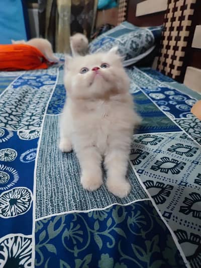 pure Persian punch face kitten for sale