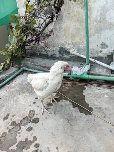 Heera Aseel hen for sale. . .