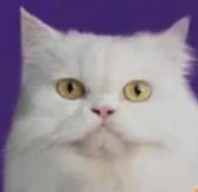white punch face cat