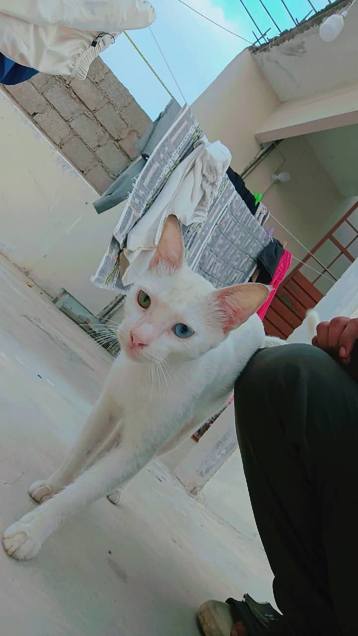guchi guchi 1