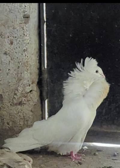 white naqab posh pegion for sell
