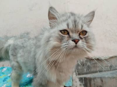 Russian male cat for sale