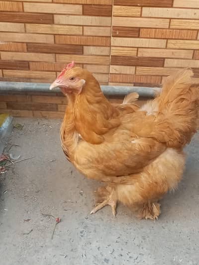 ready for new shelter pairs 12000 or white 5000 or golden egg 1000@