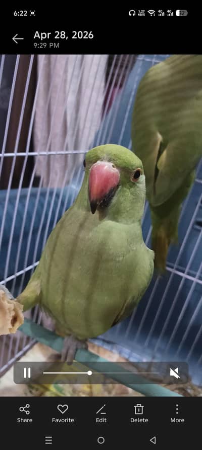 ringneck pair adult