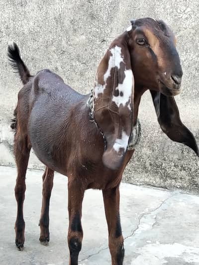 2 Female Goats,best quality breed active and healthy
