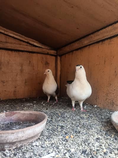 Stylish and healthy breader pigeon pair