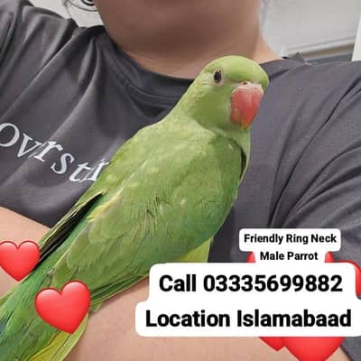 Fixed 5,500 Hand Tamed Friendly Green Ring Neck Male Parrot Jumbo Size