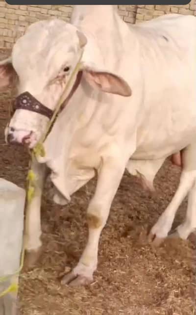 Nukra Gulabi bull