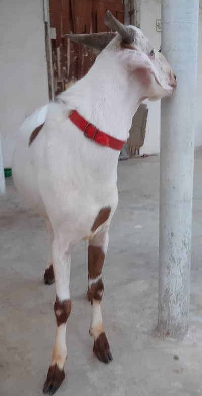 Healthy Male Goat white eyes MashaAllah