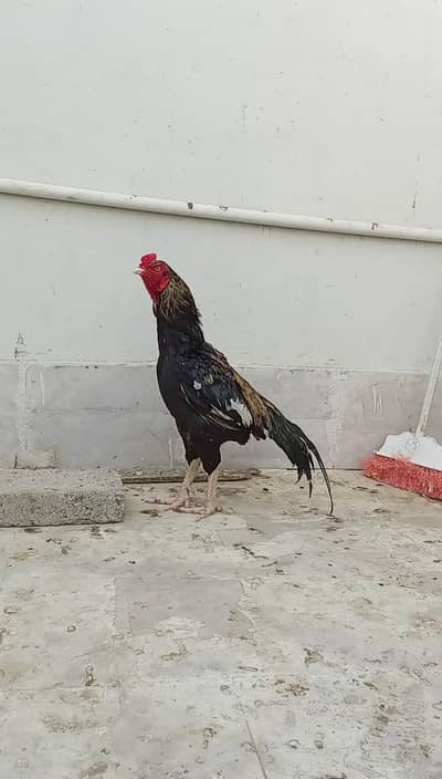 Aseel Murgy & Murgi for sale.