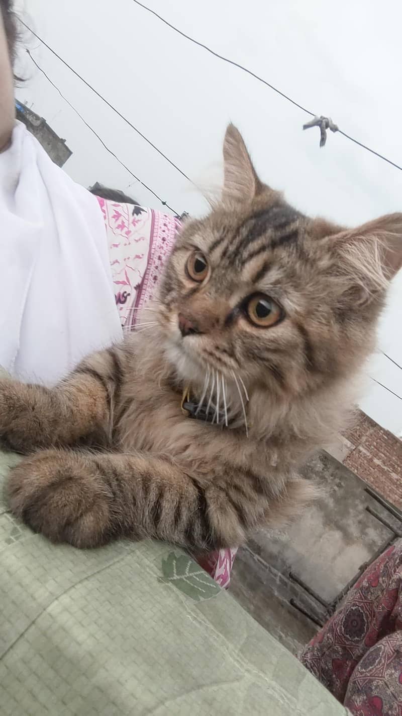 parshion cat 0