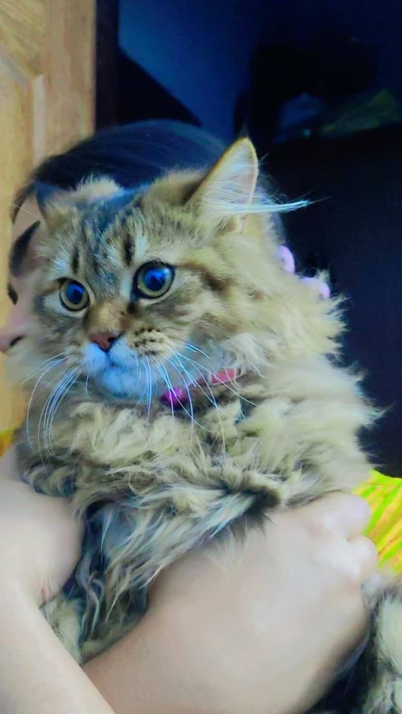 parshion cat 1