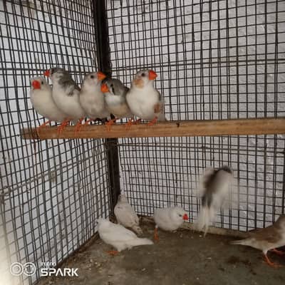 6 pair mix mutation snow White paid seddl back panguin
