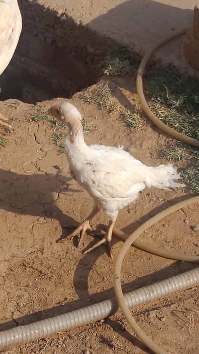 chicken