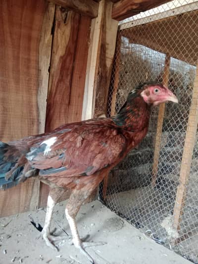 Aseel  hen for sale