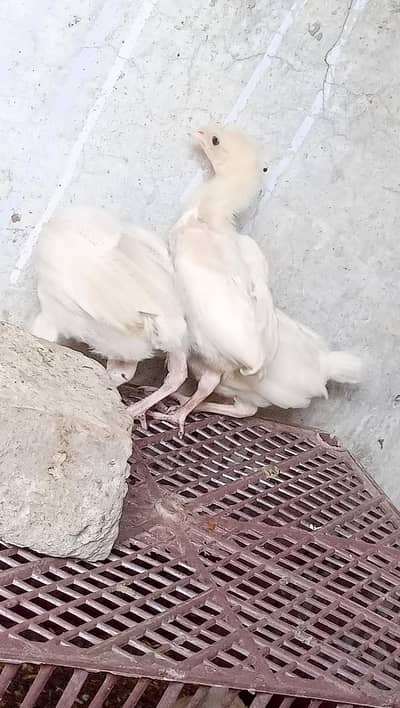 Paper White Aseel