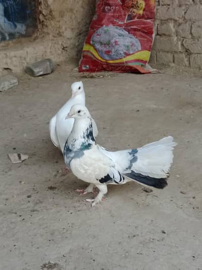 Fantail  pegions for sale