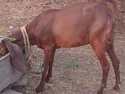 بیتل بکری آدھا کلو دودھ ٹائم کا
