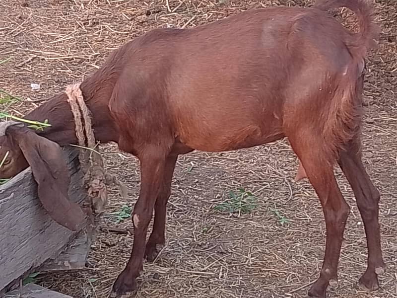 بیتل بکری آدھا کلو دودھ ٹائم کا 0