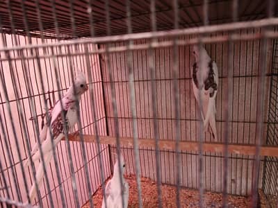 V Pied cockatiel