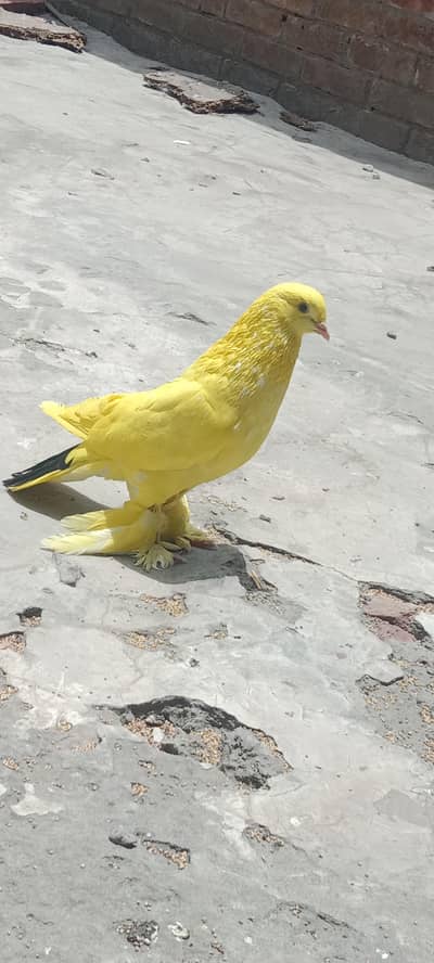 jis bhai ko chahie whatsapp per raabta kar sakta ha