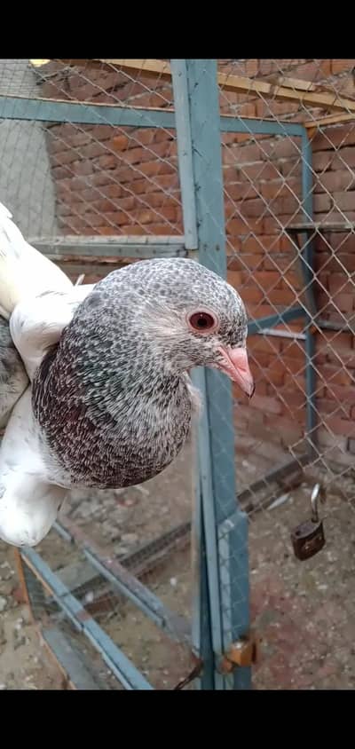 GOLDEN BCHY FOR SALE