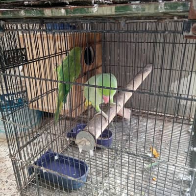 Green ringneck Breading pairs