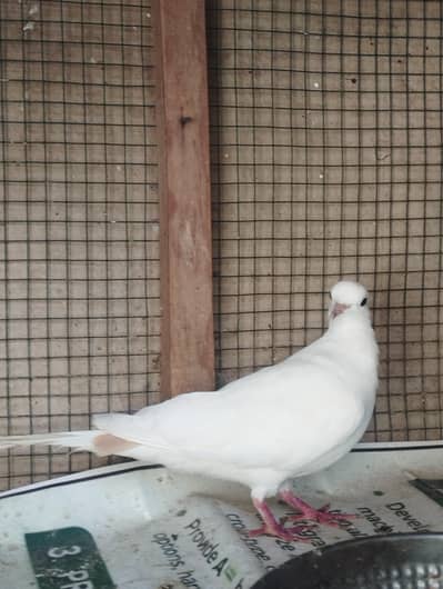 Dove khumry healthy pair