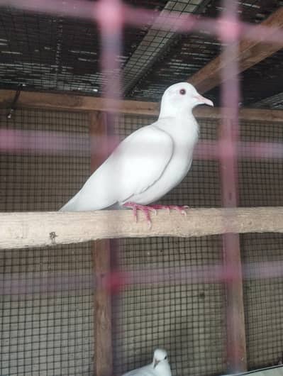 Dove khumry healthy pair