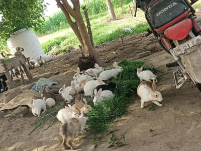 rabbit for sale