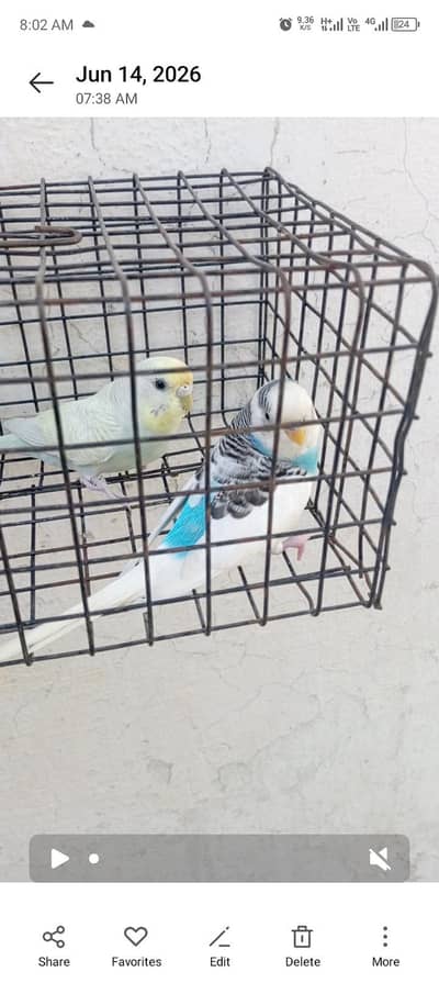 3 Australian pairs for sale