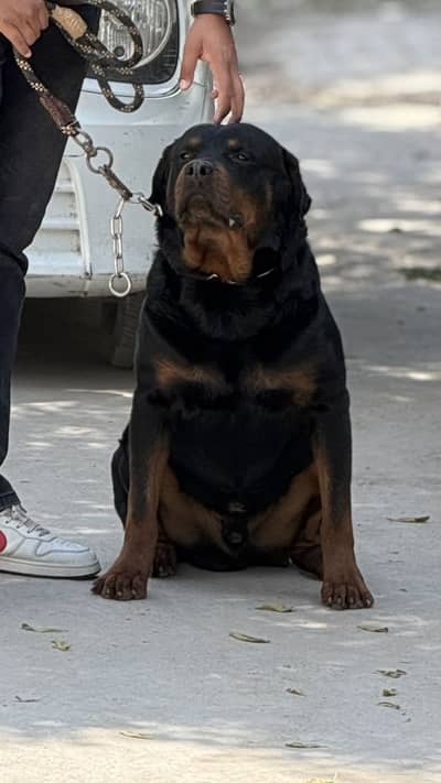Rottweiler male extreme quality bug head size