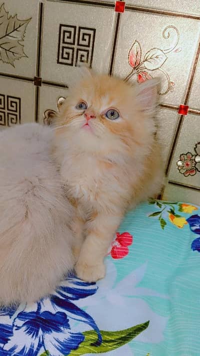 punch Face Persian kittens For sale