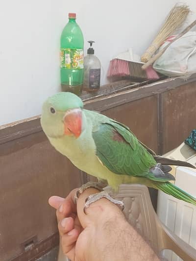 Raw Male hand tamed Activity health Parrot for sale