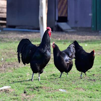 healthy and active Australorp rooster and hens
