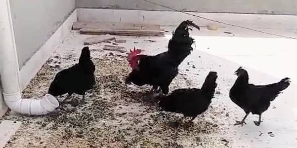 Australorp rooster and hens