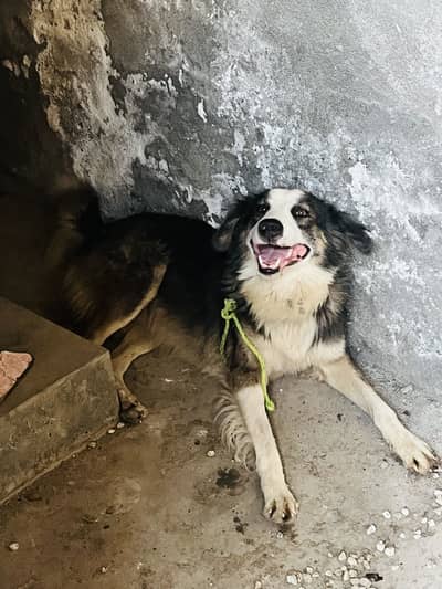 Urgent sale krna ha husky cross ha or contact only WhatsApp