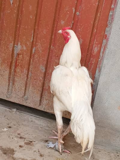 white breed
