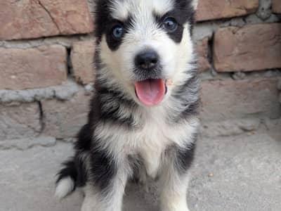Dogs for sell