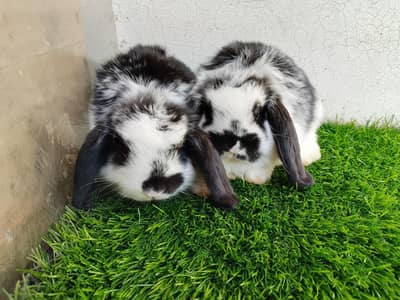 loop bunnies for sale