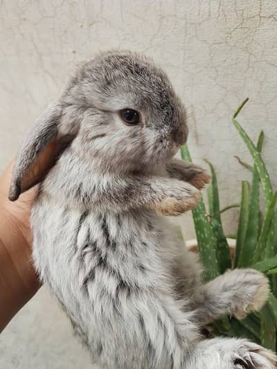loop bunnies for sale
