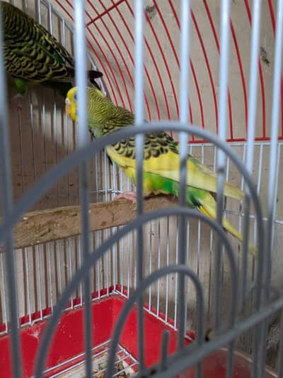 budgies pair