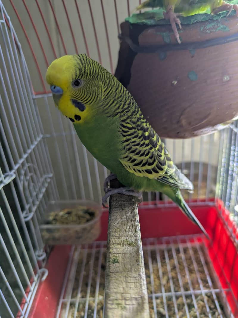 budgies pair 1