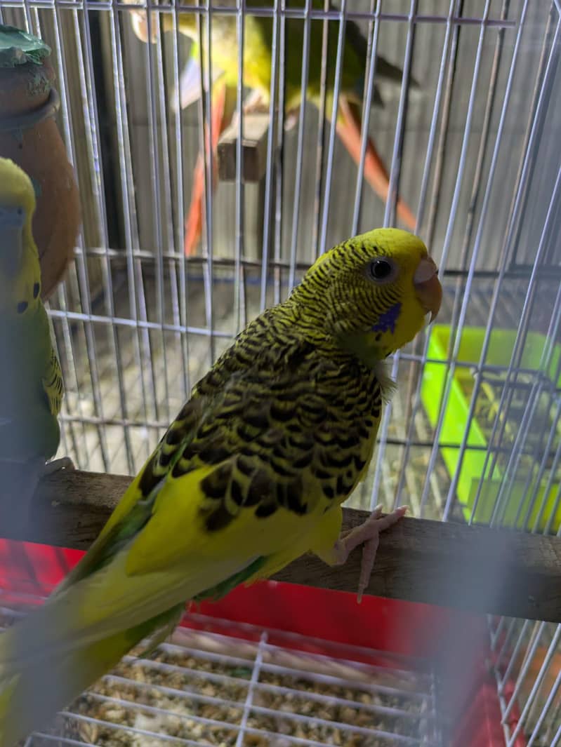 budgies pair 2