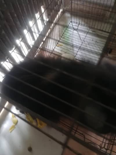 female triple coated black colour