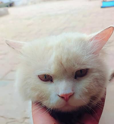 Beautiful Pure Persian Cat – Rare Yellow Eyes – Healthy & Playful